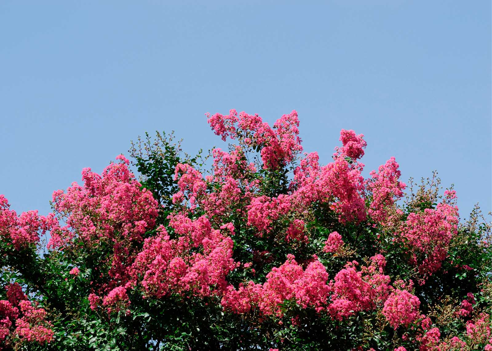 The Best Flowering Shrubs for Florida Landscapes